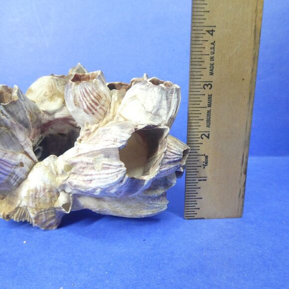 Barnacle Cluster 5" Long 178g Natural Specimen - Picture 7 of 11